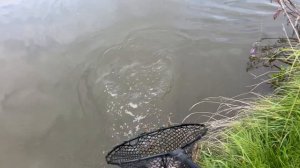 Карп утащил удочку