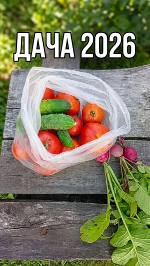 НАШ УРОЖАЙ В ТЕПЛИЦЕ🍅ОТДЫХ НА БАССЕЙНЕ✨ДАЧА 2026 СВОИМИ УРКАМИ #shorts #garden #огород  #дача