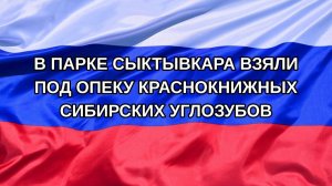 |Н. РФ| В парке Сыктывкара взяли под опеку краснокнижных сибирских углозубов