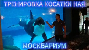 ТРЕНИРОВКА КОСАТКИ НАЯ МОСКВАРИУМ