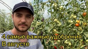 Подкормка томатов в АВГУСТЕ полная схема
