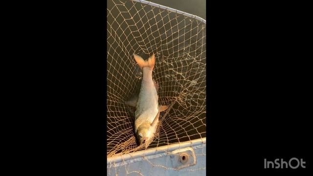 Август на Волге — это не просто рыбалка. Это разговор с рекой.