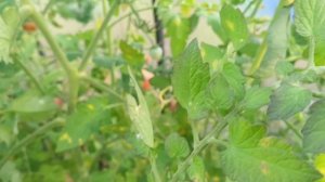 15 августа,хроника обычного утра