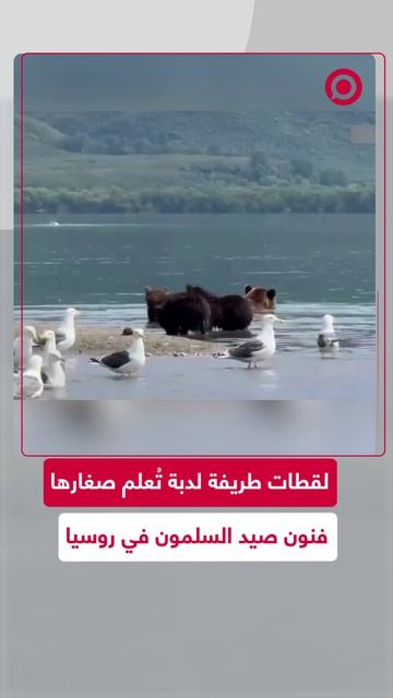 طيور النورس تقتحم حصة تدريبية تقودها الدبة الأم لتعليم