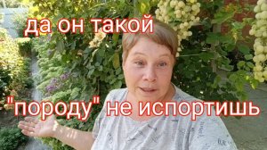 332🌹Полдня ей посвятила/Порода такая/Сезон заканчивается, а работа нет