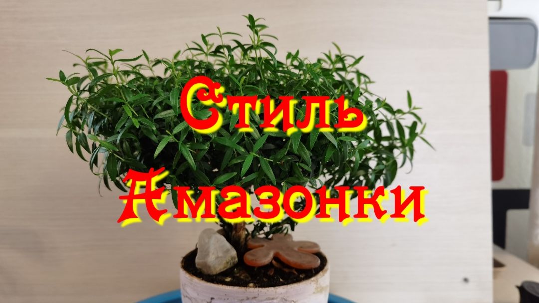 Амазонский стиль