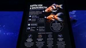 Океанариум вот это релакс от рыбок лобастых 😍👍