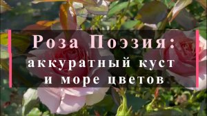 Роза Поэзия: аккуратный куст и море цветов