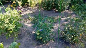 Мой огородик 🫜🥕🥒 на 16 августа 🤩🤣