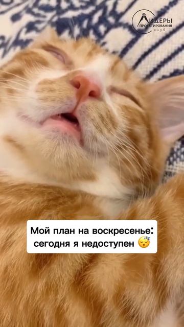 Воскресенье — единственный день, когда срочный вопрос может подождать до завтра. 😴