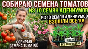 Выделка семян в самом разгаре. Адениумы взошли 10 из 10