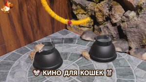Видео для кошек про крысок развлекать питомцев 🐭🐀😂 597