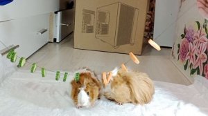 Челендж Вупсень и Пупсень против Огурцов с Морковкой🐾