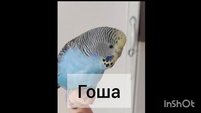 история о попугае