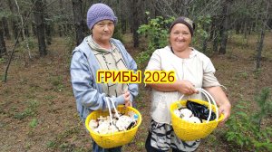 Грибы 2026.