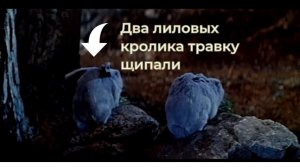 Лиловых кролика травку щипали