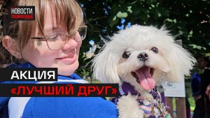 Корма и средства гигиены собрали в Люберцах для бездомных животных
