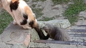 КОШКИ ИГРАЮТ