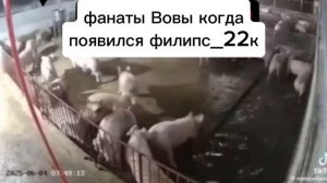 фанаты вовы: 💩🤮🤢🤡🐷🐷🐷🐷🐖🐖🐖
