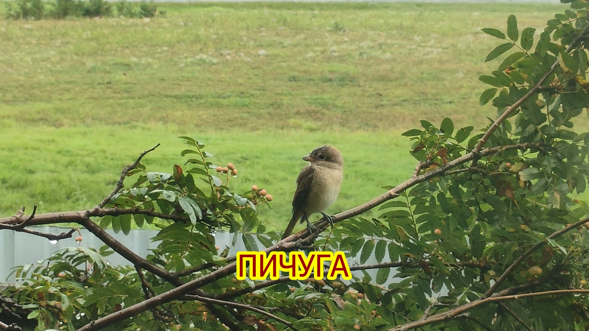 Природа Чикоя.