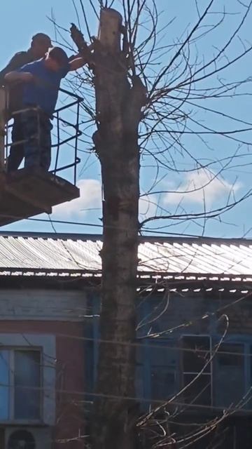 дерево мне запили!