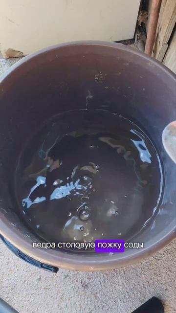 Спасаем сливу
