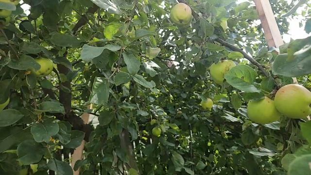 Обработка роз, прополка клумбы и посадка черенков туи 16-08-2026
