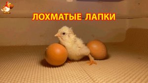 Белый цыплёнок с лохматыми лапками вылупился и ждёт своих братьев (2)