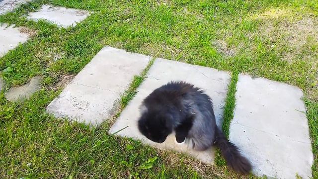 МИШКА 😻В ОГОРОДЕ 🥰🥰🥰#кот