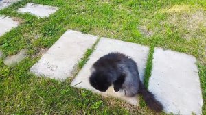 МИШКА 😻В ОГОРОДЕ 🥰🥰🥰#кот