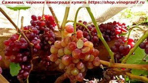 Люблю я мускаты... Веселка- созрела новая ГФ винограда на моем участке-знакомьтесь! Пузенко Н.Л.