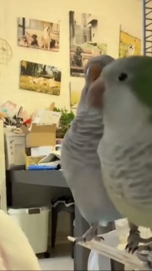 Самые смешные видео с попугаями 🤣🤣