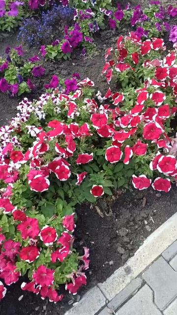 Цветы 🌺🌺Живу на Урале