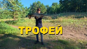 Вот это КАБАН! Поймал трофейного сазана на 3.2 кг в Тольятти!