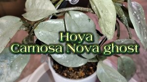 Обзор сорта | Hoya Carnosa Nova ghost | Коллекция моих комнатных растений