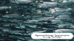 Музыкальные волонтёры - Гулять так гулять (сл. и муз. Тани Клевер)