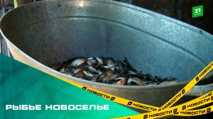 Рыбье новоселье. В Шершни выпустили почти 12 тысяч мальков сазана