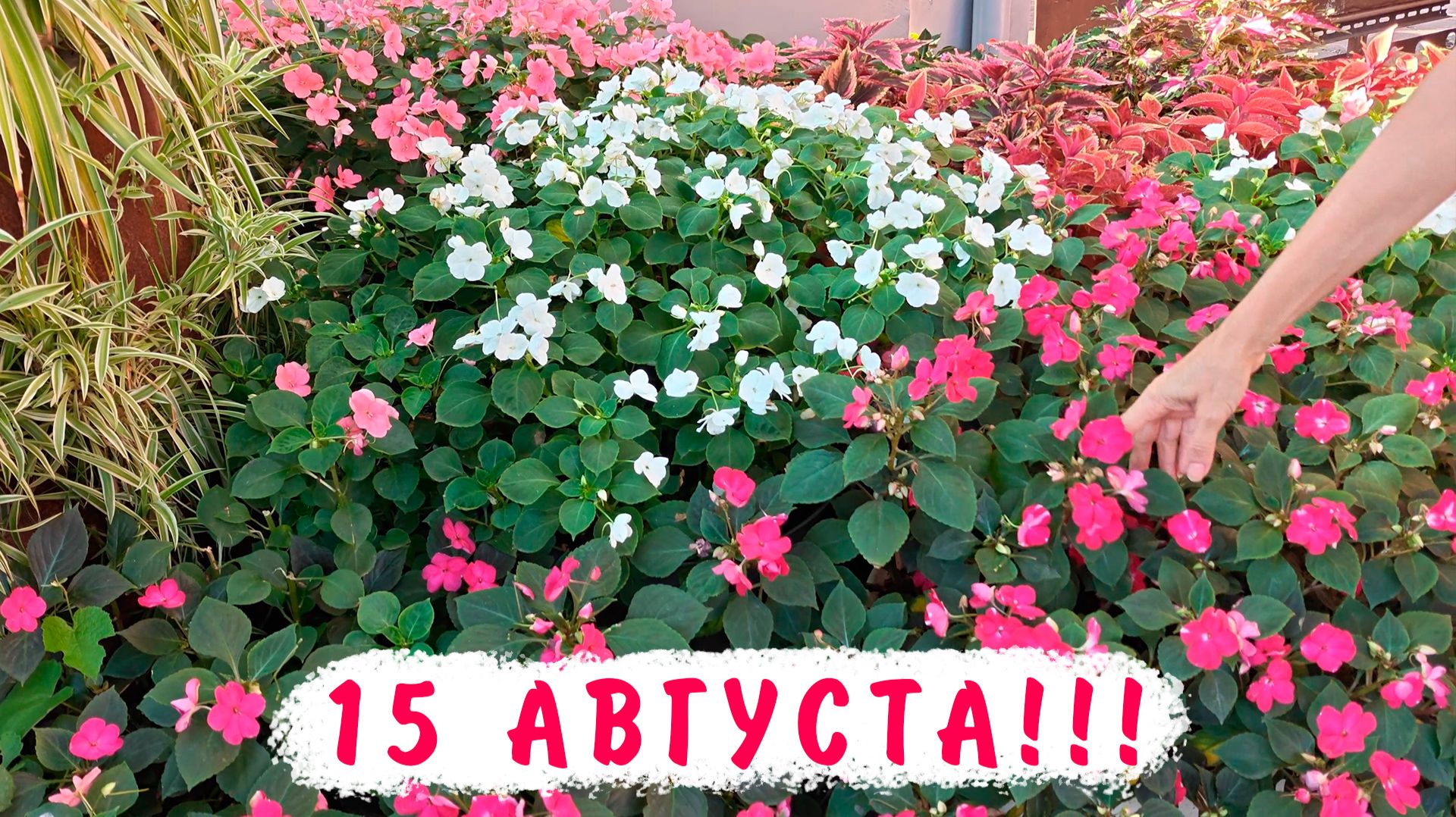 15 августа. Что делать с бальзамина Уоллера, кие сохранились, как выросли бальзамины в этом году