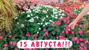 15 августа. Что делать с бальзамина Уоллера, кие сохранились, как выросли бальзамины в этом году