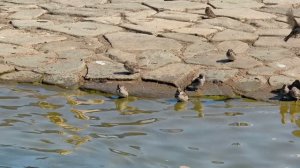 Природа в деталях: воробушки устраивают себе водные процедуры. Август 2026