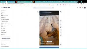 Котята питомника кошек  ЛЕОПАРДОВОЕ СЧАСТЬЕ