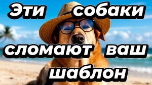 Смешные собаки.Которые поднимут вам настроение🐕😂🔥