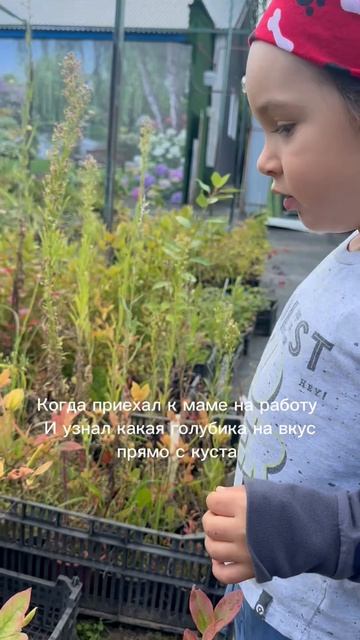 Первая голубика 🫐 Что учесть перед посадкой?