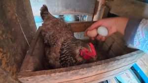 ДЕНЬГИ МЯСО МОЛОКО ВСЕ ЕСТЬ! ЗИМУ ПЕРЕЗИМУЕМ И ТАМ ВИДНО БУДЕТ.