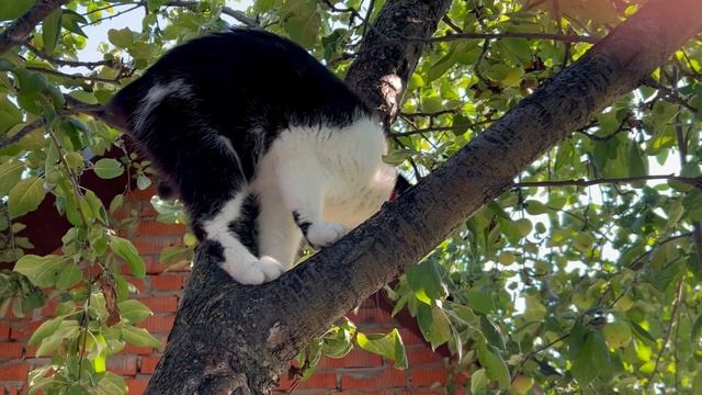 Без домашних питомцев никуда 🐈  🐕🦺16-08-2026
