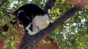 Без домашних питомцев никуда 🐈  🐕🦺16-08-2026