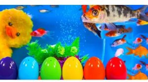 🦆 Малыши-животные: Утёнок, Гурами, Креветка, Карп кои и Скалярия | Милые мультики для детей