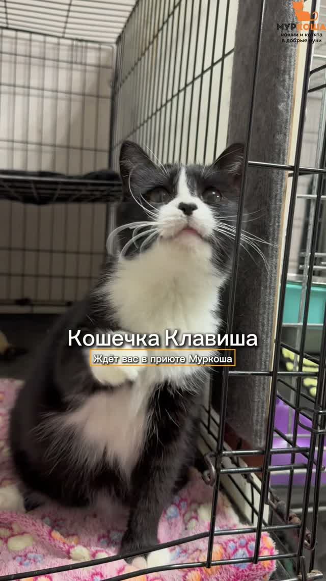 Клавиша ждёт вас в приюте #Муркоша
