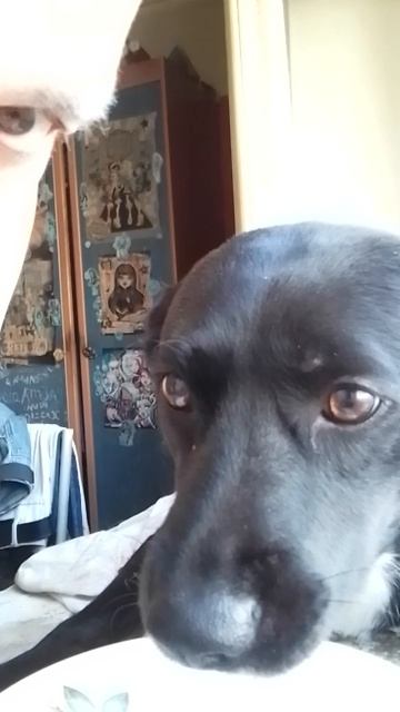 Всё съела?