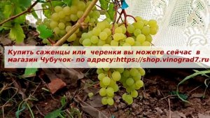 Ультраранний виноград Кишмиш Цимус, срок созревания в июле. Пузенко Наталья Лариасовна